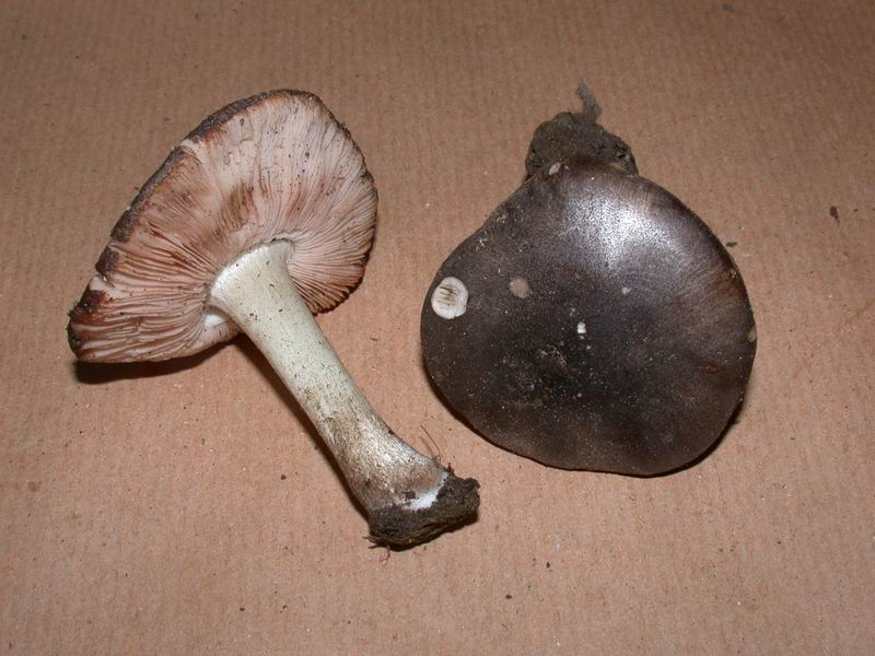 Pluteus cervinus ?? (Manziana - RM) 07.11.06